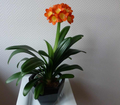 3._rot-orange_mit_Auge.jpg
