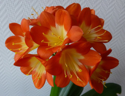 3._rot-orange_mit_Auge_-_Blute.jpg