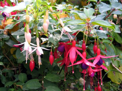 Fuchsien.jpg