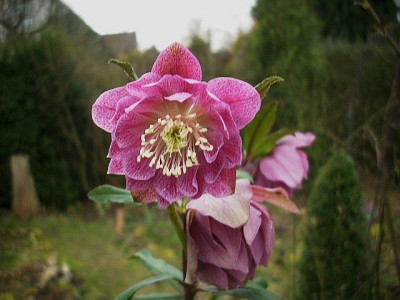 14_pink_gefullt.jpg