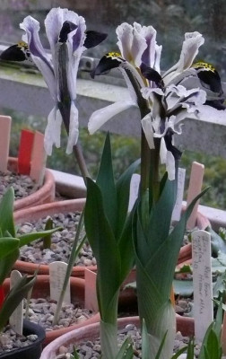 P1300621.JPG