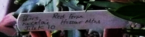 Iris_nicolai__Red_form.jpg