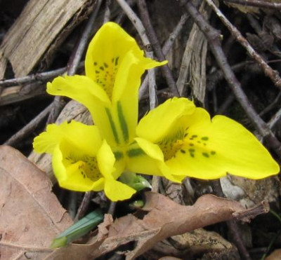 IMG_0505_Iris_danfordiae_05-06-2014-.JPG