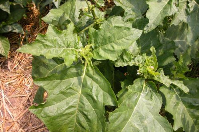 Aubergine_Burkinafaso.jpg