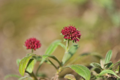 Knautia_m._03.jpg