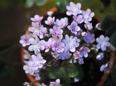 Hepatica_jap._Saichou.jpg