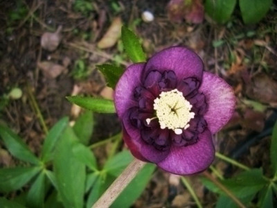 14_anemone_rot_v.l.jahr.jpg