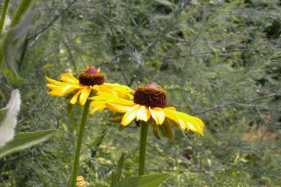 Rudbeckia.jpg