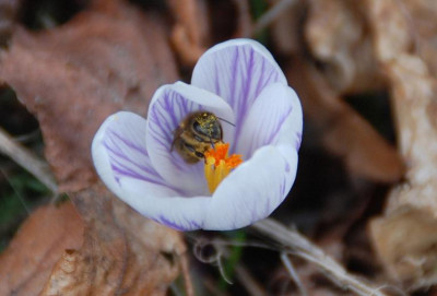 krok_SC_6033b.jpg