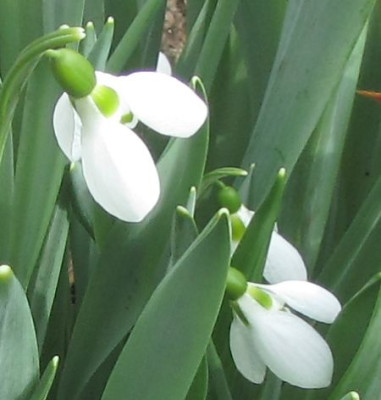 Elwes-Detail.jpg
