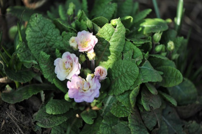 Primula_gef..jpg