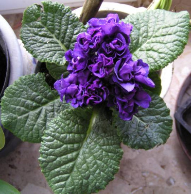 Primula_acaulis_gefullt_kl.jpg