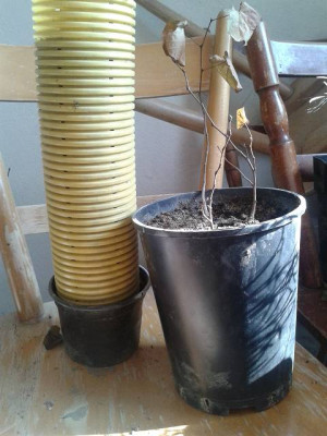 k-20140308_110737.jpg