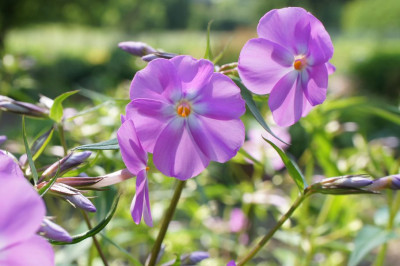 Phlox_Bill_Baker.jpg
