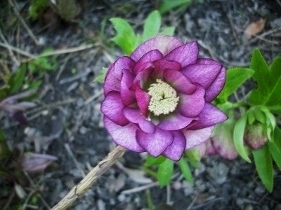 14_gefullt_bicolor.jpg