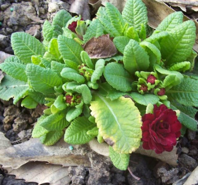 Marz_023_rot_gefullt.jpg