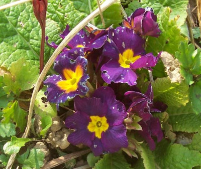 Marz_027_Primel_dunkel.jpg