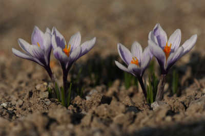 Crocus_ex_Biokovo_2010_20140308_5.jpg