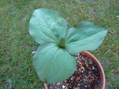 Trillium_luteum_silver_leaf_1.JPG