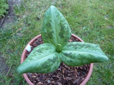 Trillium_reliquum.JPG