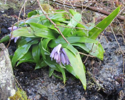 Heloniopsis_orientalis_var._breviscapa-a1.jpg