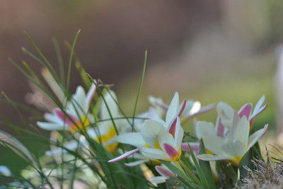Tulipa_-__The_first.jpg