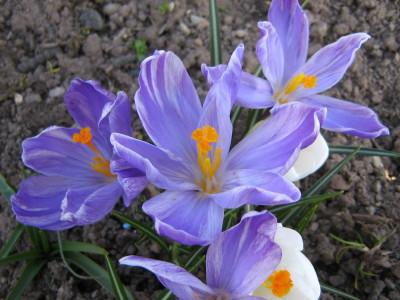 Crocus_vernus_Virus_1_1.jpg