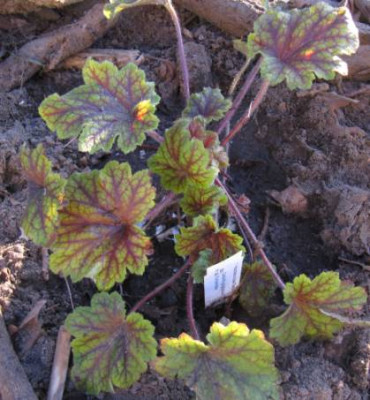 IMG_0594_Heuchera_villosa_Electra_09-03-2014-.JPG
