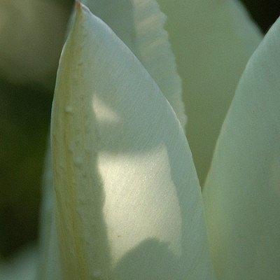 tulpe_weiss_4183_040412.jpg