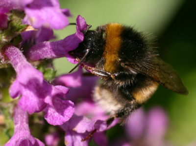 hummelohummel.jpg