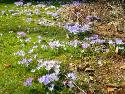C._Tommasinianus-Vermehrung.jpg