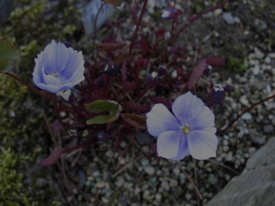 Jeffersonia_dubia__man._..._9.3.14_040.jpg