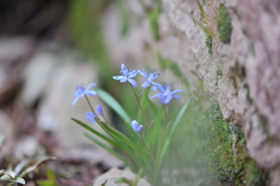 S._bifolia_03.jpg