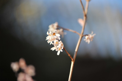 Abeliophyllum_dist._03.jpg