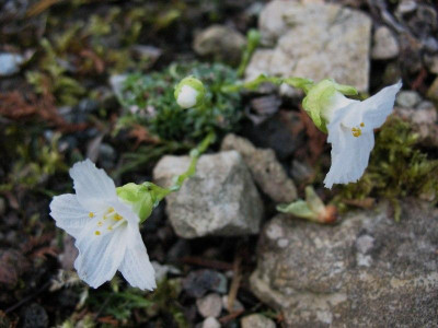 Saxifraga_dinnikii_var._alba__...___10.3.14___10.3.14_003.jpg