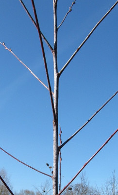 Salix_acutifolia_Blue_Streak_140308.jpg
