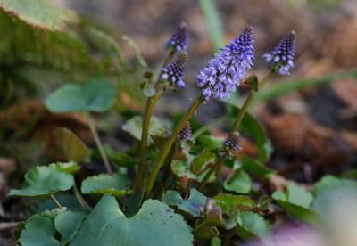 DSC_0244_u1.jpg