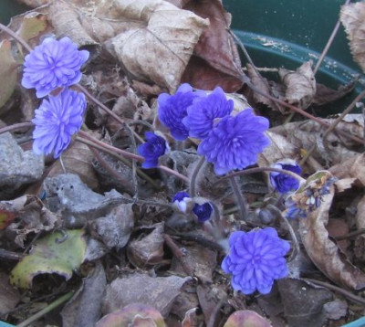 Blaues-Wunder-ax.jpg