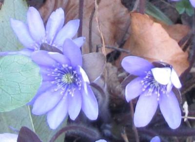 Detail-Rundi.jpg