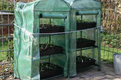 Tomaten0113b.jpg