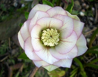 14_weiss_gef._pic.jpg