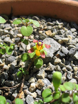 Fuchsia_procumbens__2Hortu.jpg