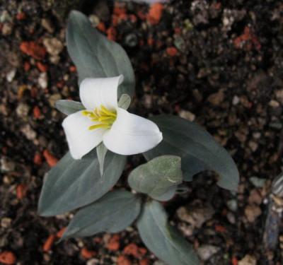 Trillium_nivale__...__13.3.14_001.jpg