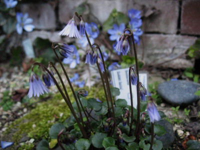Soldanella_Sudden_Spring__...____13.__13.3.14_022.jpg