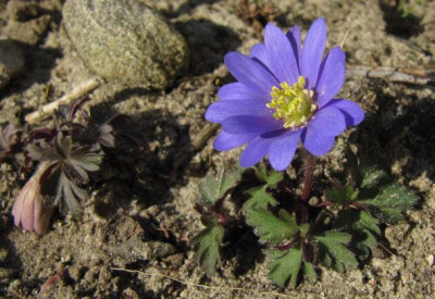 IMG_0661_Anemone_blanda_13-03-2014-.JPG