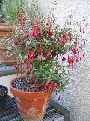 Fuchsia_magellanica_Pumila_Hortu.jpg