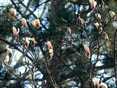 Magnolia_zenii_2014.jpg