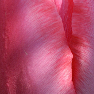 tulpe_rot_4188_040412.jpg