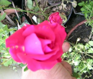 Bernis_rosen-Kind_1.jpg