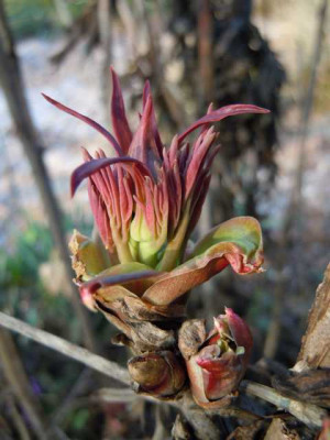 delavayii_colwal_knospe.JPG